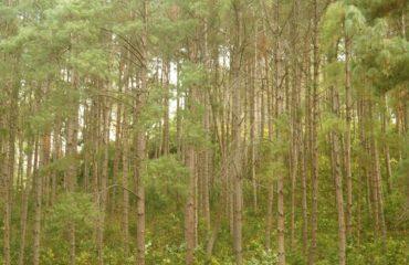 Pine Forest