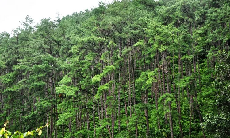 ପାଇନ ସରୁ