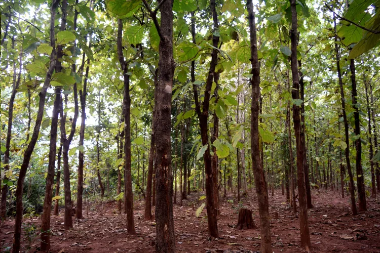 Teak forest