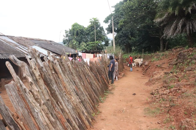 କୁଇଦିନା ନାଜୁ