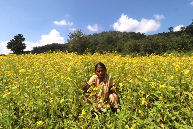 ଶର୍ଶ କେତା