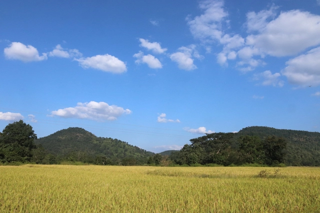 କୁଡ଼ିଙ୍ଗା କେତା